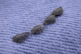 Tick trefoil sticktights on denim fabric
