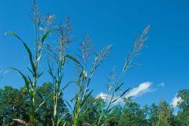Photo of Johnson grass panicles against a blue sky