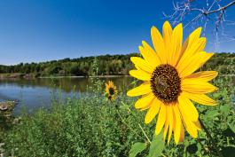 A sunflower in a field next to a river