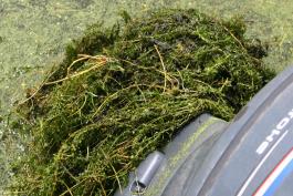 Photo of big clump of hydrilla stems tangled around a boat motor