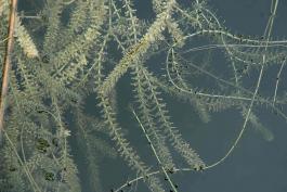 Photo of several hydrilla stems just below surface of water