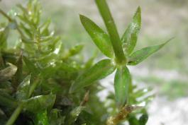 Photo of hydrilla stem showing leaf whorl with five leaves