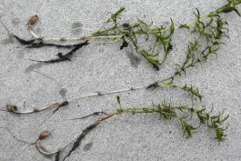 Photo of whole hydrilla plants out of water