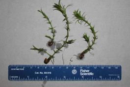 Photo of small hydrilla plants with ruler for scale