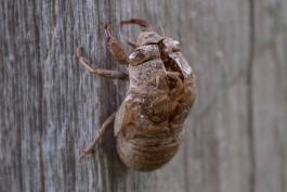 Photo of a shed exoskeleton molted by an annual cicada.
