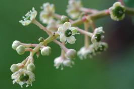Photo of pokeweed flower stalk showing details of flower structure.