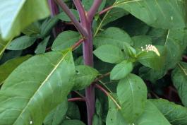 Photo of a pokeweed plant showing reddish stems and foliage.