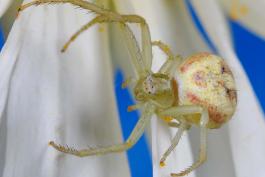 Photo of a swift crab spider, female.