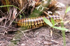 Photo of xystodesmid millipede crawling on soil at the base of a bunch of grasses.