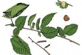 Illustration of American hazelnut leaves, flowers, fruits.