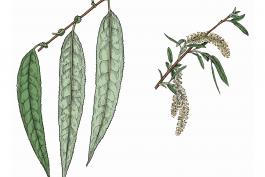 Illustration of black willow leaves and catkins.