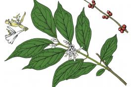 Illustration of bush honeysuckle leaves, flowers, fruit.
