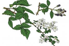 Illustration of common blackberry leaves, flowers, fruits.