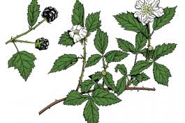 Illustration of dewberry leaves, flowers, fruits.