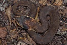 Photo of an eastern hog-nosed snake, brown specimen.