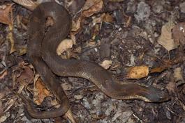 Photo of an eastern hog-nosed snake crawling and not puffed up.
