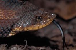 Photo of an eastern hog-nosed snake, closeup showing head.