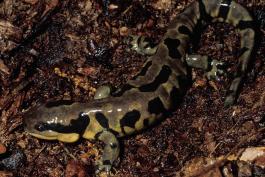 Photo of an eastern tiger salamander with irregular blotches.