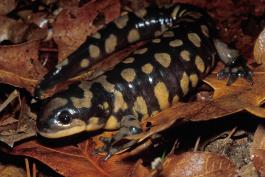 Photo of an eastern tiger salamander on dry oak leaves.