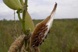 Photo of prairie milkweed, or tall green milkweed, fruits.