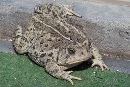 Photo of a Rocky Mountain toad on indoor-outdoor carpet.