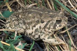 Photo of a Rocky Mountain toad walking in grass, showing back.