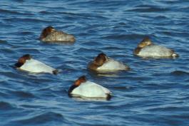 Photo of five canvasbacks floating on a lake, apparently asleep.