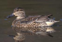 Photo of a female green-winged teal floating on water.