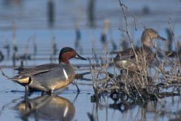 Photo of a male green-winged teal standing in shallow water, female in distance.