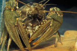 Photo of a northern crayfish showing pincers.