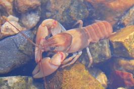 Photo of a golden crayfish viewed through the surface of creek water.