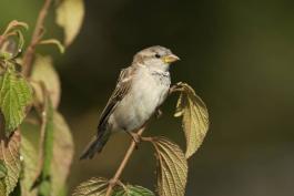Photo of a female house sparrow perched on a small branch.