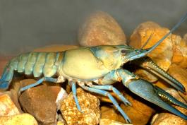 The longpincered crayfish on a bed of rocks.