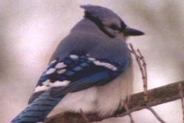 A bluejay perches on a branch in winter. Its feathers are puffed out for insulation against the cold. 