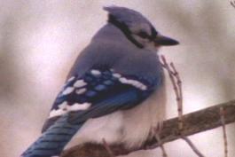 A bluejay perches on a branch in winter. Its feathers are puffed out for insulation against the cold. 