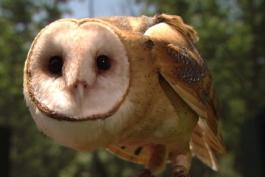 An owl with a round white face and large dark eyes stares at the camera