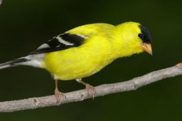 A bright yellow bird with black markings on its wings and head perches on a branch.