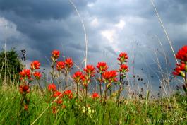 Indian Paintbrush with a cloudy, storm-threatening sky in the background.
