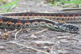 Red-sided Gartersnake in Springfield, MO, dead individual with ants crawling on its head