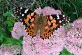 An orange and black butterfly percked on a pink flower. It's wings are spread, and four black dots are visible on the hind wing. Its body looks hairy.  