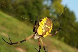 a spider with vivid yellow and black markings on its abdomen sits in the middle of its web. Its feet are perched on its web, feeling for an insect to land in its web. 
