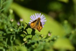 An orange butterfly with black markings rests on a purple aster