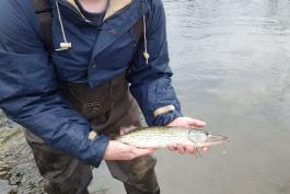 a person holding a captured redfin pickerel