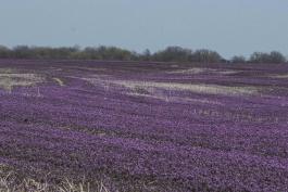 purple flowers cover a sloping field