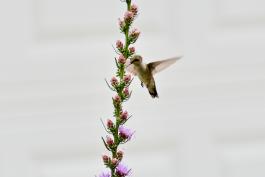 A hummingbird is captured in midflight feeding from a tall, spiky plant with compact pink flowers. Some of the flowers on the stalk have opened into wispy violet flowers.