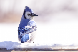 A blue jay sits on a snow-covered railing in northwest Missouri