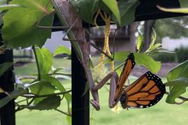 A large mantis hangs upside down from a vine. It has caught an orange and black butterfly and is eating it.