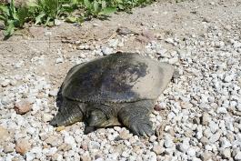 a flat turtle with a pointed snout walks through gravel. Part of its shell is covered in dust.