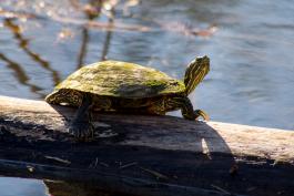 A moss-covered turtle suns on a log. Its red ear markings are visible, as are its long claws and webbed hind feet.
