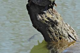 A small dark turtle with a red streak down the back of its shell is perched atop a tree stump in the water.  